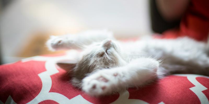 Kitten