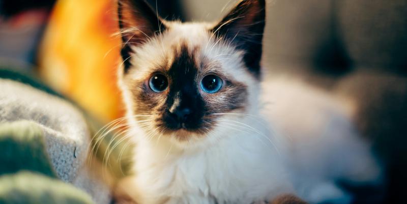 Kitten